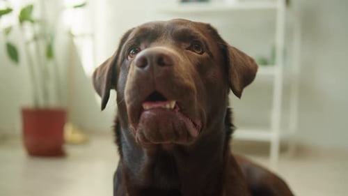 Close Up of Chocolate Labrador Retriever Panting Indoors