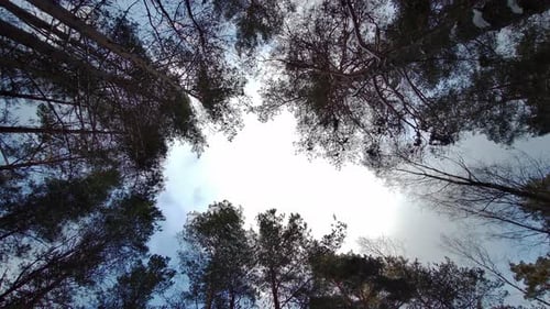 Pine Trees Blowing in the Wind With Blue Sky Background, Bottom View