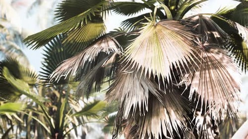 Tropischer Garten mit Palmen in Sonnenstrahlen