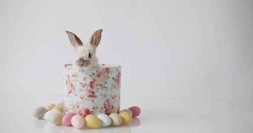 Ein süßer Hase kommt aus einer Geschenkbox auf weißem Hintergrund