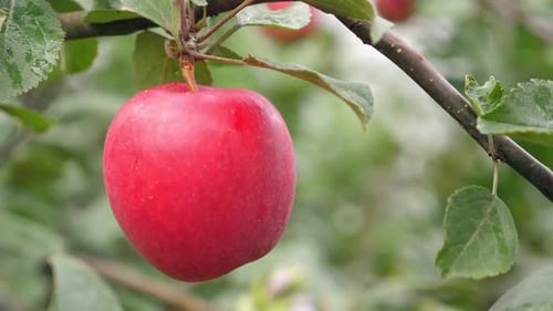 Apples Growing on Tree in the Garden