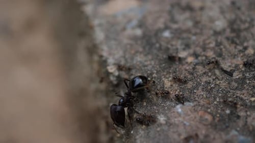 Black House Ant: Teamwork, Gehen, Arbeiten in der Natur