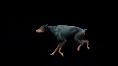 Carrera Doberman