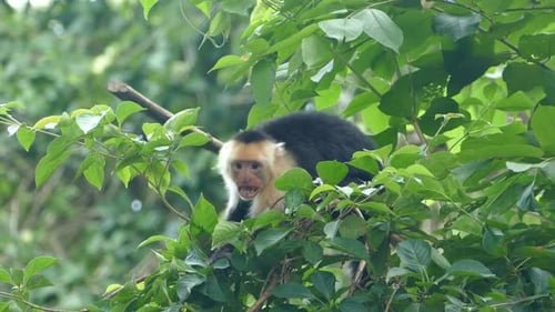 Capuchin monkey jumping angry around in the forest
