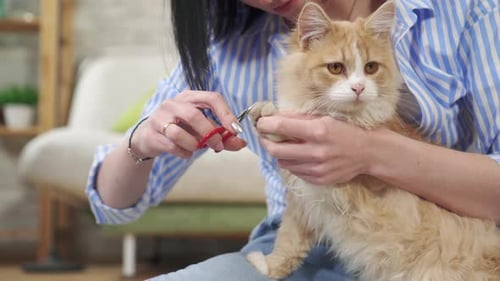 Gros plan Une jeune femme coupe les griffes d'un chat
