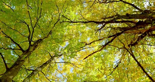 Autumn Colorful Leaves on Tree Branch. Top View of Trees, Moving Camera. Close Up