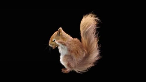 Realistic Squirrel Standing and Tail Wagging Alpha Channel Animation