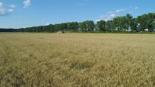 Aerial Drone Footage. Low Flight To Combine Harvester Gathers the Wheat. Harvesting Grain Field
