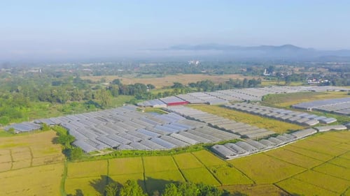Aerial top view of roof of garden plant industry farm in agriculture concept with paddy rice field