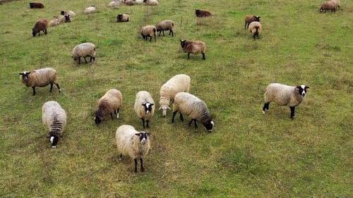 Schafherde im Freien. Schafzucht. Schafherde auf einem Feld