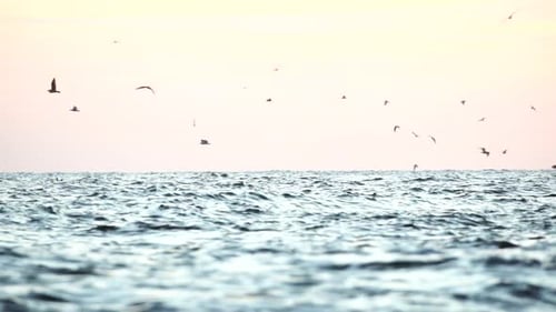 Eine Herde Möwen fliegen und fischen im Meer