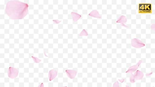 Falling Pink Petals Seamless Overlay