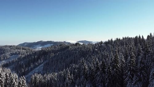 Aerial Video of Mountain Forest covered in Snow on a Sunny Winter Day with Blue Clear Sky, Drone
