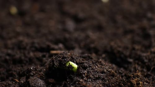 Pea Seedling Growing in Rich Brown Soil