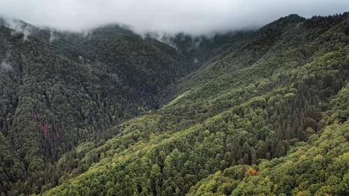 Rainy Mountain Forest Landscape