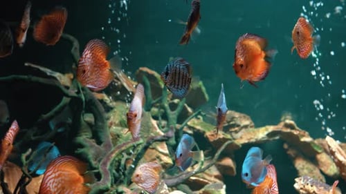 Species of Soft Corals and Fishes Lillac Aquarium Under Violet or Ultraviolet Uv Light