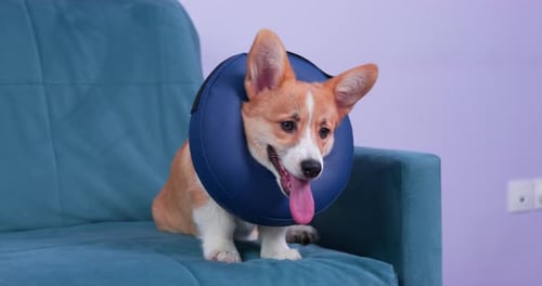 Le mignon chiot Welsh Corgi Pembroke, vêtu d'un collier de protection médical souple, s'assoit sur le canapé de la maison après