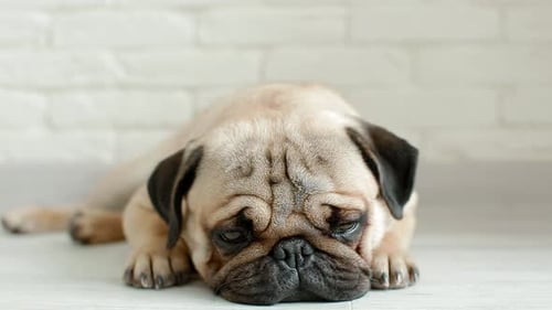 Adorable Pug Dog Laying Down Indoors