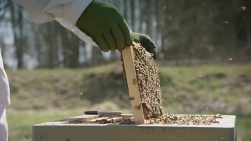 APICULTURA - El apicultor reemplaza un marco después de la inspección en el colmenar, tiro ancho