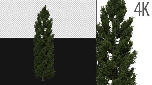Still Image of Green Cypress Tree with Alpha Channel