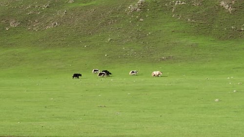 Weiße Yaks