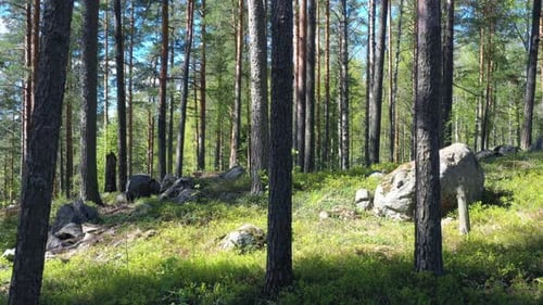 Sommerlicher Wald