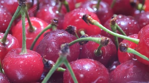 Close-Up of Fresh Red Cherries with Stems
