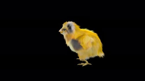 Cute Yellow Chick Walking and Dancing Loop Animation