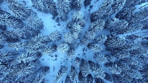 Winter Snow Mountain Forest Weather Season Frozen