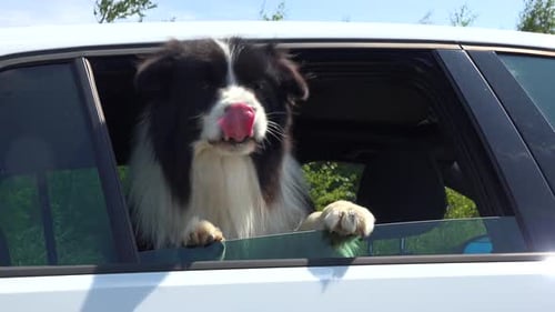 Happy Dog Leans out of Car Window