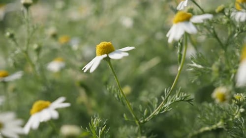 Shallow DOF Matricaria recutita plant slow-mo 1920X1080 HD footage - Close-up of common Chamomile w