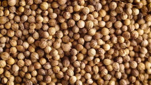 Dried Coriander Seeds Background