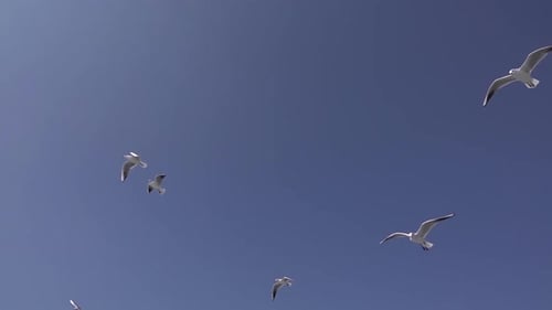 Flock Of Seagulls Flying Across The Sky