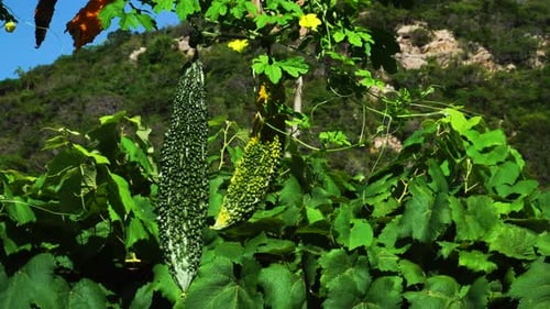 Gourde amère suspendue dans la plante. Ferme Bitter Gourd. Ferme maraîchère. Agriculture.