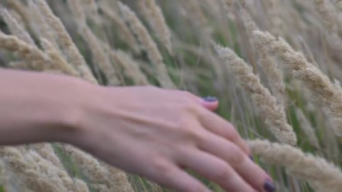A Woman's Hand Spends Through Dry High Grass and Flowers in Summer in a Field at Sunset Slow Motion