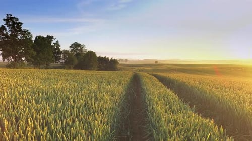Hermoso amanecer sobre un campo con granos en verano