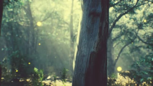 Rayos de sol en un bosque brumoso en otoño