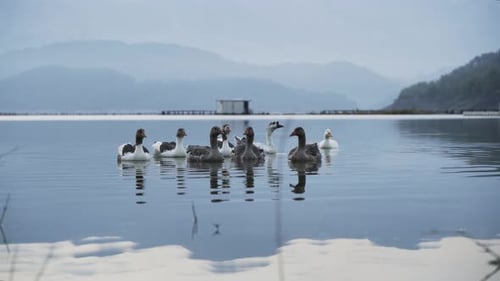 Duck Flock Floating in the Lake 4K