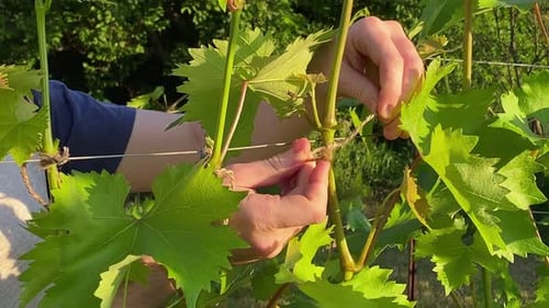 Man Tying Up Grape Vine Sun Beams Shining on Green Leaves at Daybreak