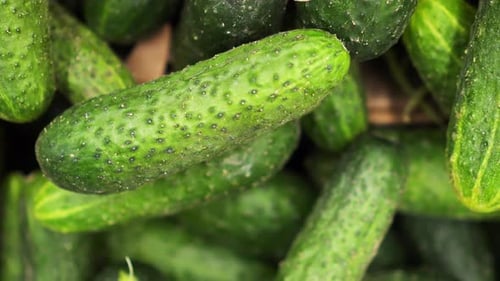 Many Green Cucumber Closeup Rotating on a Background in the Store for Buyer.