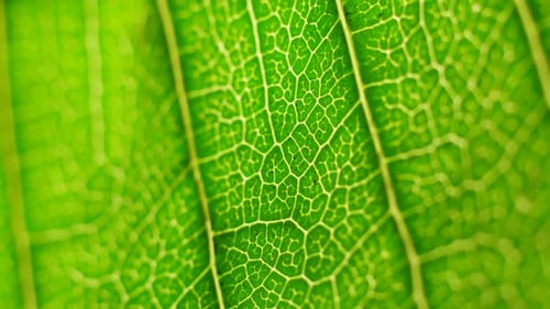 Grünes Blatt in der Natur