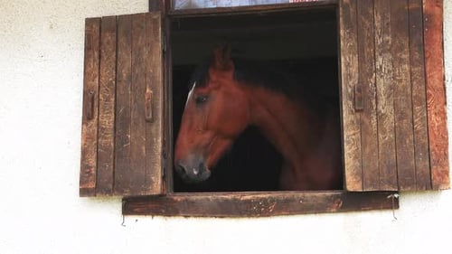 Brown Horse Looking Out Farmhouse Window