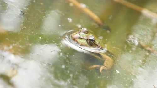 Gemeiner grüner Rana Bergeri Frosch lauert zum Beten im schmutzigen Teich 4K 2160p UltraHD-Aufnahmen - Rana ridibu
