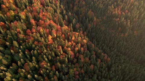 Luftaufnahme von Pinien und buntem Herbstwald auf einem Hügel bei Sonnenuntergang