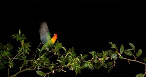 Fischer's Lovebird, agapornis fischeri, Adult standing on Branch, taking off, in flight