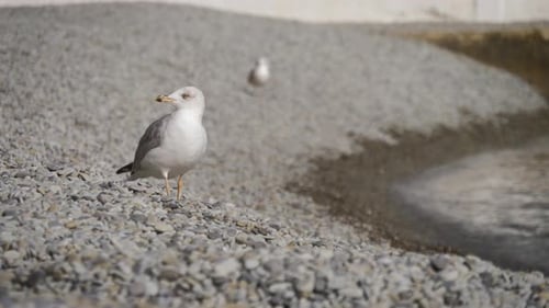 Seagull on Rock Near the Sea in Nature. The Seagull Is Standing on a Rocky Stone.