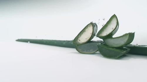 Aloe Vera Plant and Slices with Water Droplets