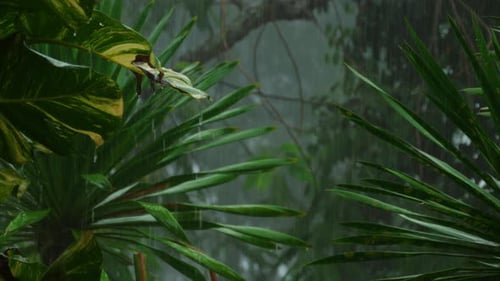 Tropical Downpour Outdoors