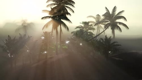 Coco Palm Trees Tropical Landscape
