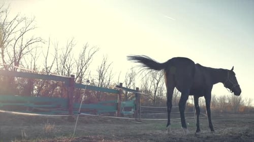 Beautiful Thoroughbred Horse Graze in the Meadow, Eat Grass. Animal Care. Concept of Horses and